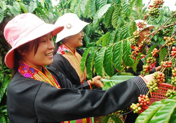 Vietnamese women picking coffee at a Rainforest Alliance-certified location.