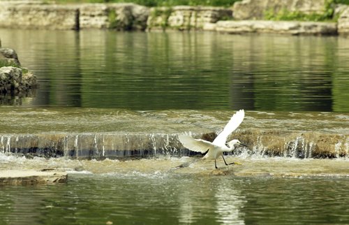 Photo of heron on Deer Lake from Foresk Park Forever