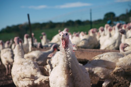 Organic turkeys being raised on a free range farming facility. Broad breasted white breed.